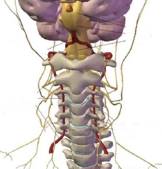 Cervical eskualdearen egitura